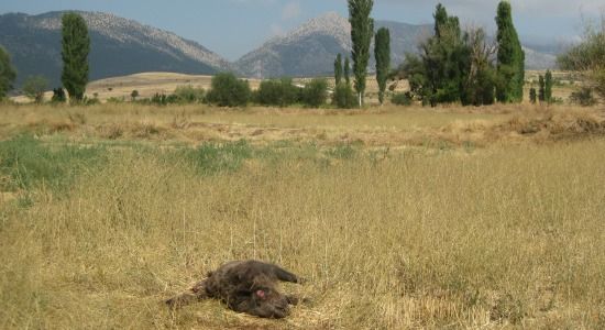 A wild pig, shot and wasted, lies in a field near Lake Burdur.