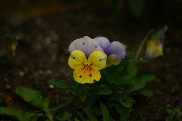 Regenerated hybrid flower thumbnail