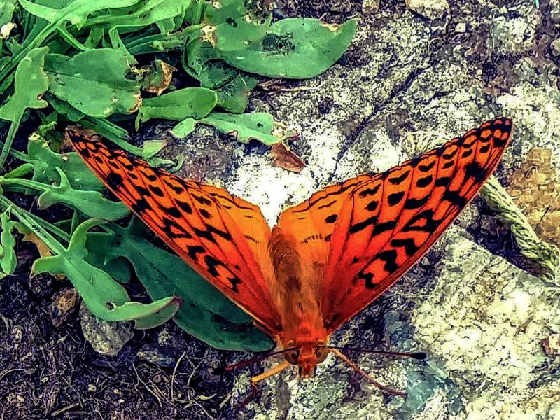 Orange and Black Butterfly Smithsonian Photo Contest Smithsonian