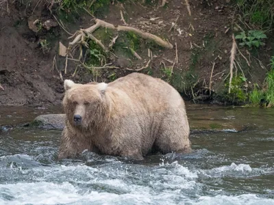Grazer, also known as&nbsp;128 Grazer, stands in a river in September 2023, after bulking up for hibernation.