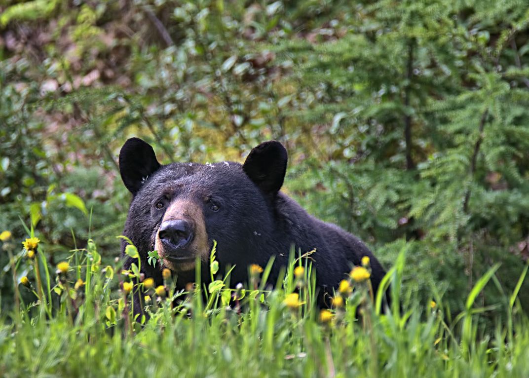 Black Bear - Feeding Frenzy | Smithsonian Photo Contest | Smithsonian ...