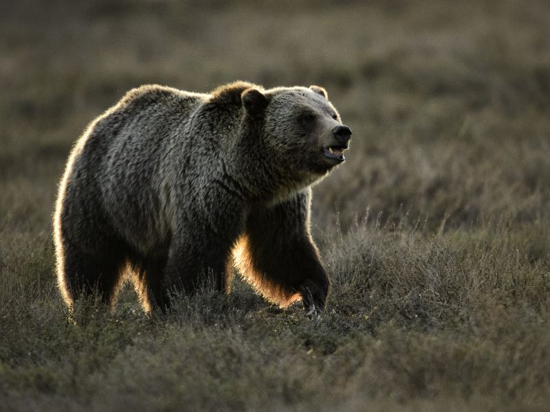 Golden Grizzly Smithsonian Photo Contest Smithsonian Magazine