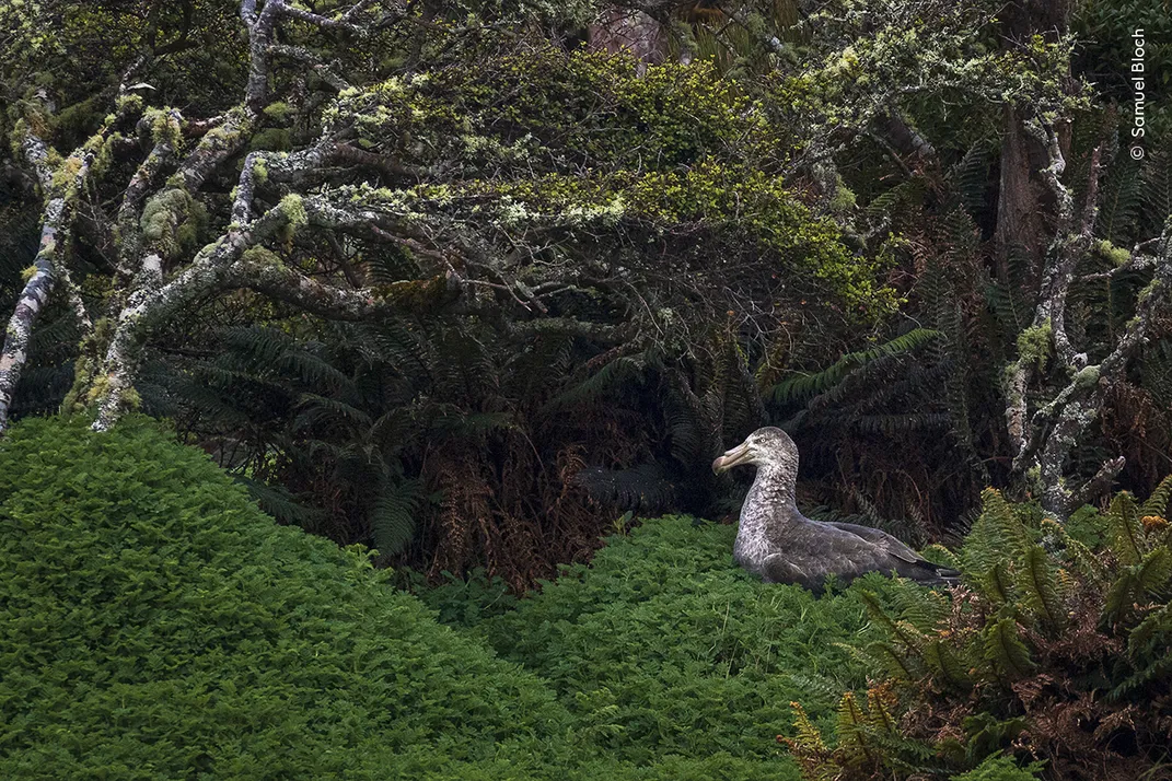 trees and lush green plants curl around a large predatory bird, which sits in a clear area