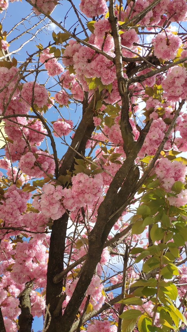 Cherry blossom thumbnail
