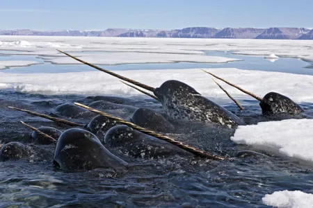 A study of ten narwhal tusks reveals how the animals are responding to a swiftly changing Arctic.