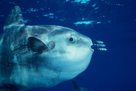 An ocean sunfish hangs out with pilotfishes 