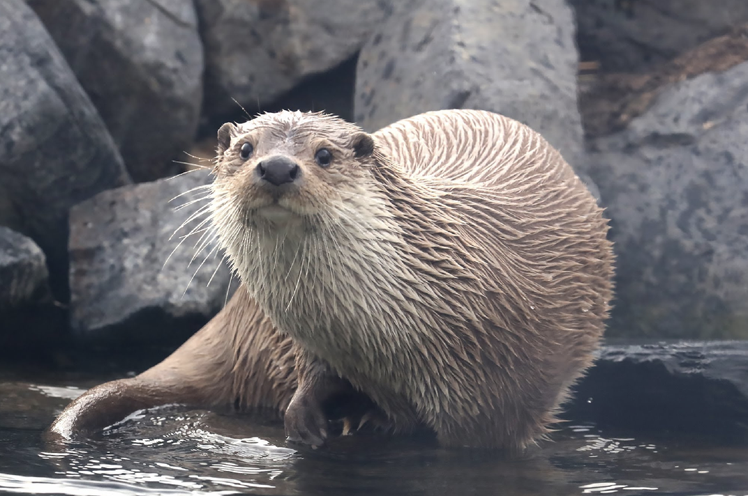 Otter