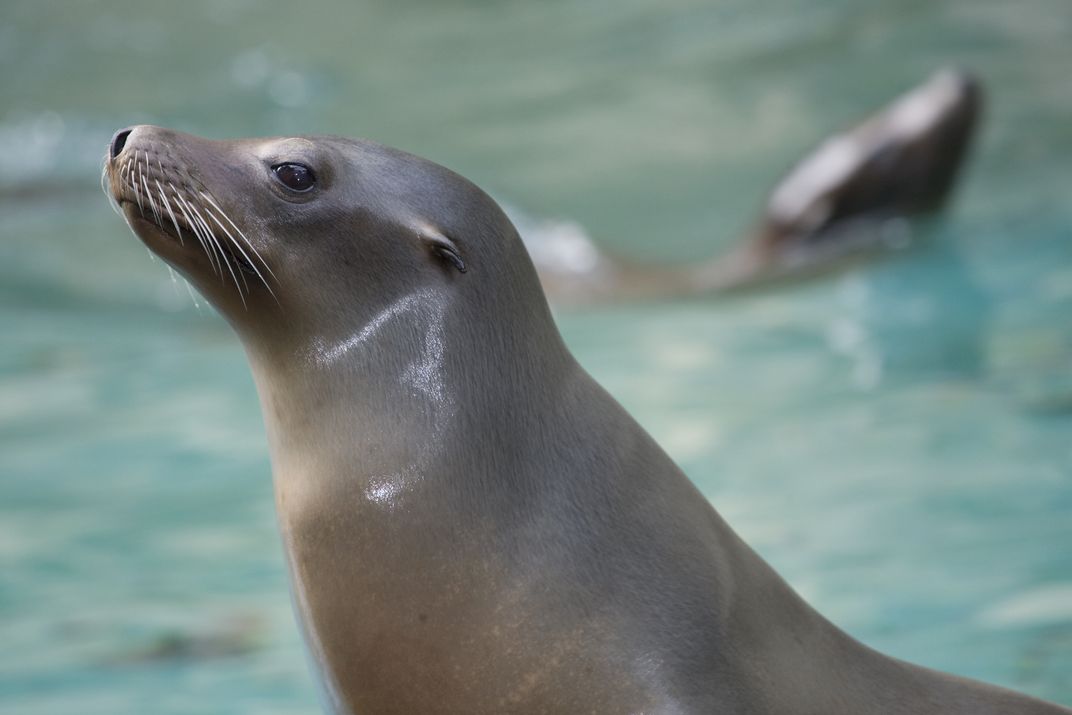 A California sea lion in front of water