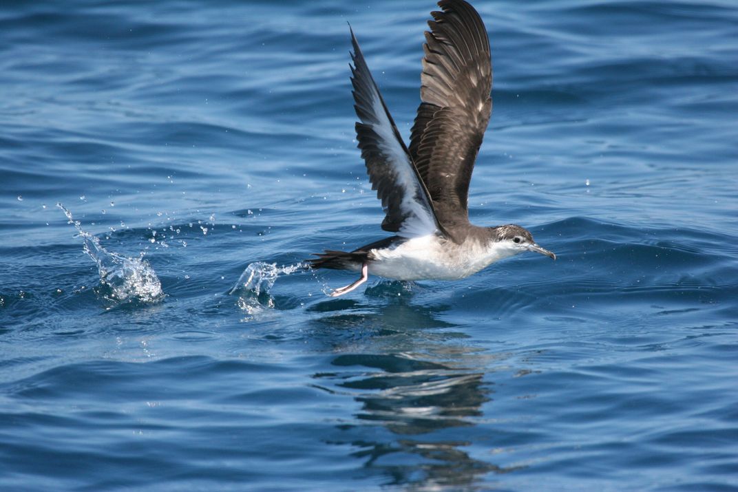 An Audubon's Shearwater bird skims the surface of the water as it takes off in flight