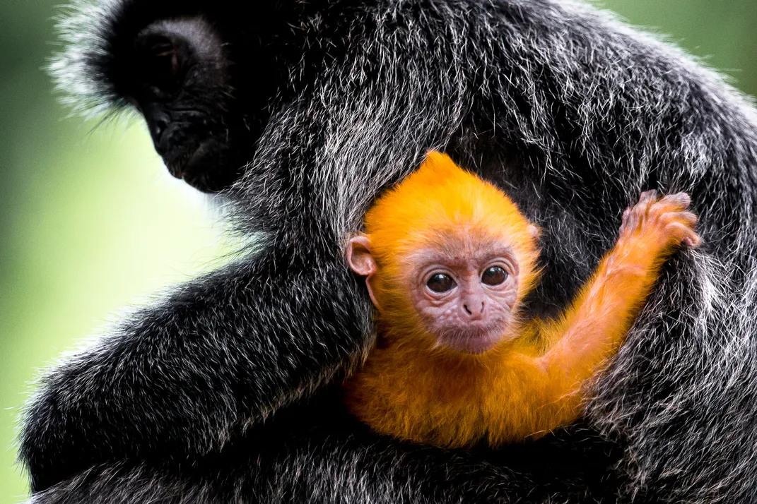 orange fur