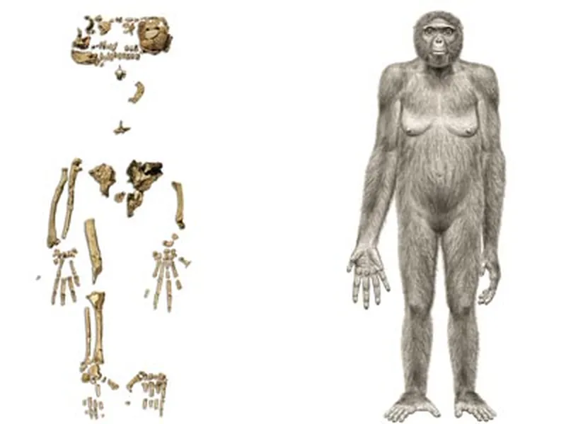 The Human Family's Earliest Ancestors, Science