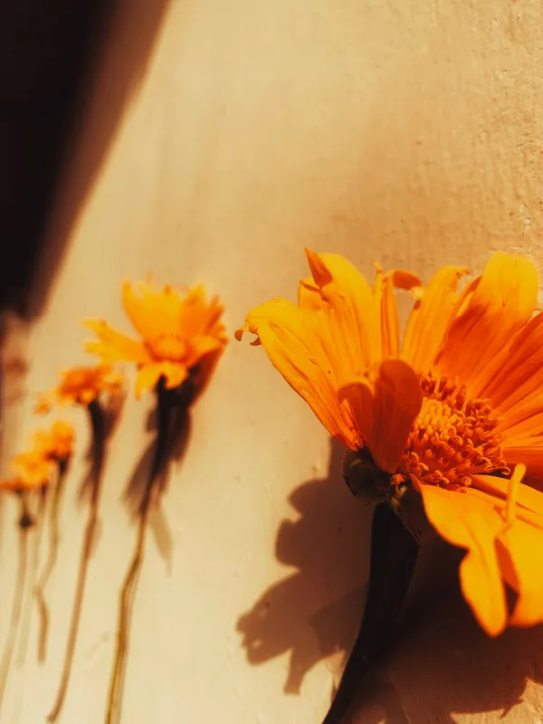 Flowers on a wall thumbnail