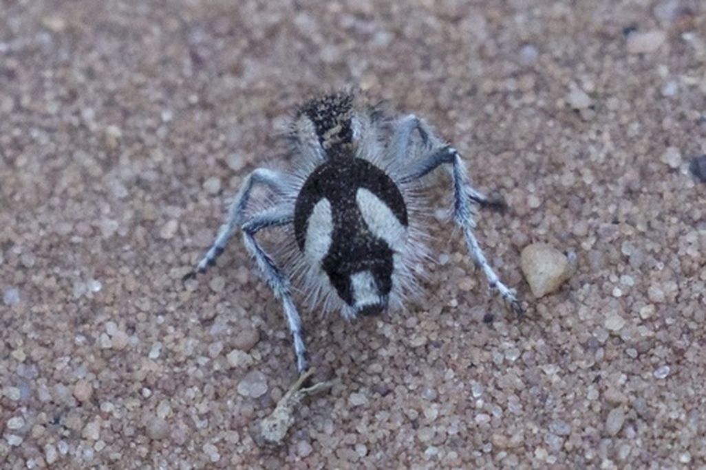 a velvet ant on the ground