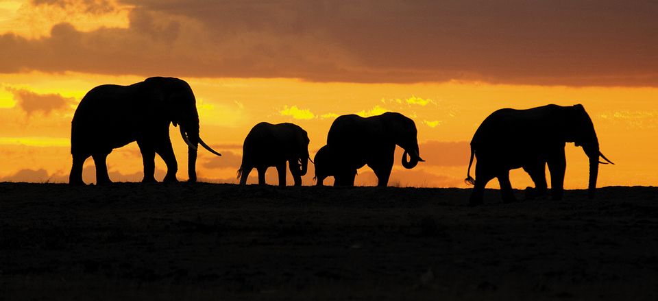 A herd of elephants at sunset. 