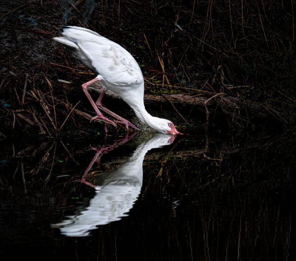 Juvenile Ibis thumbnail