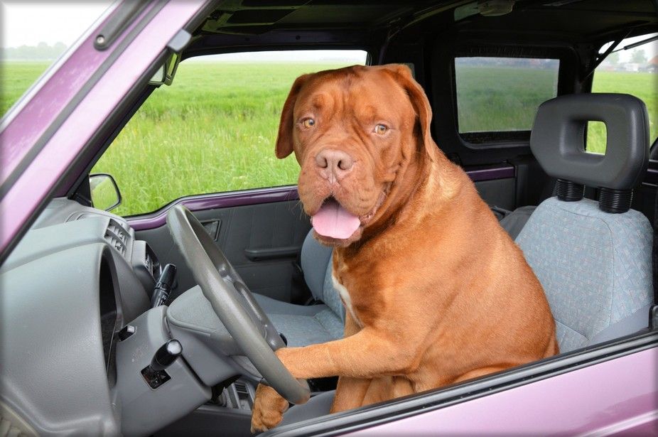 Autonomous cars aren’t smarter than this.