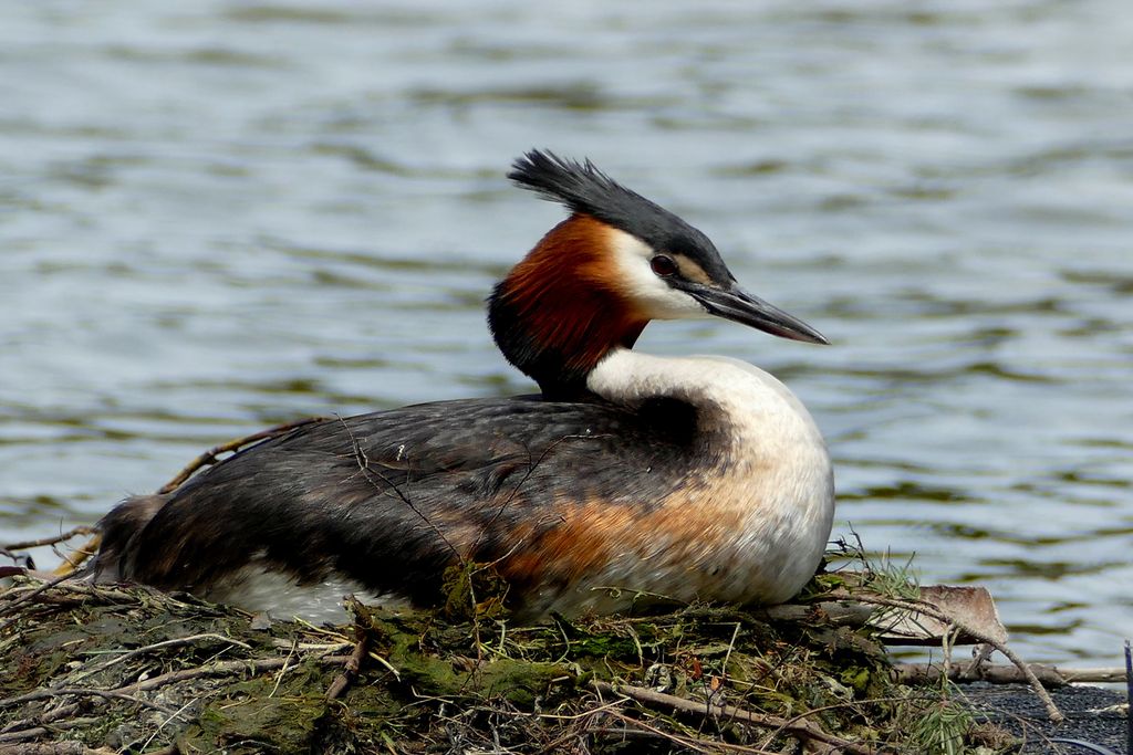 bird with orange-brown cheeks and black crest sits surrounded by water