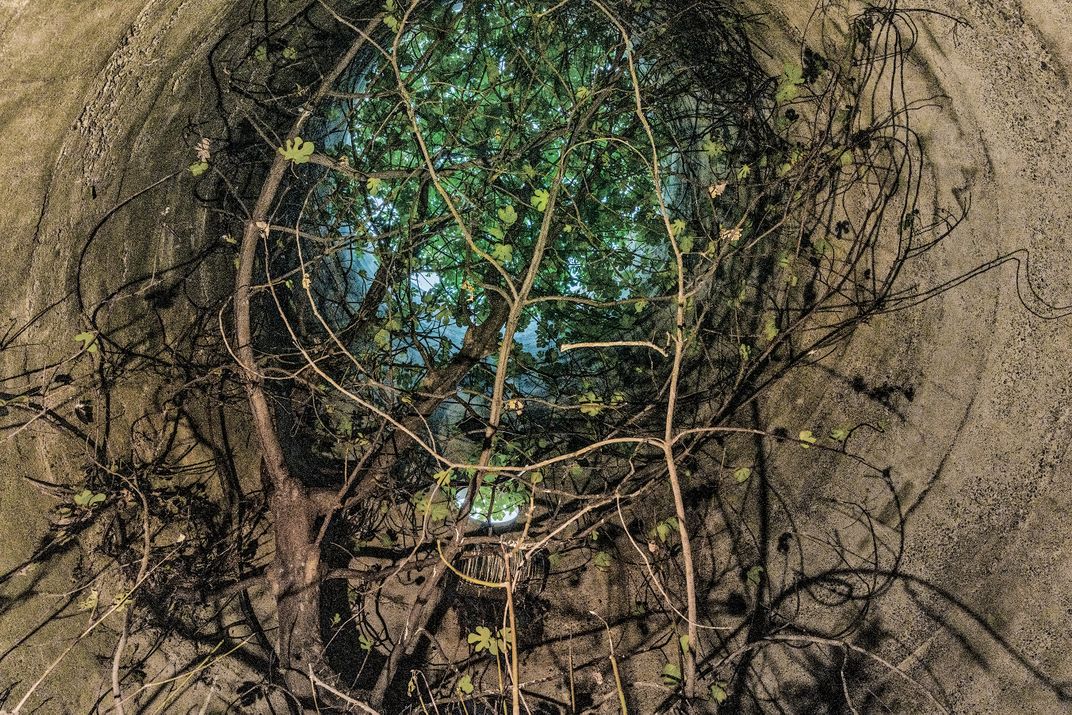 tree inside a silo