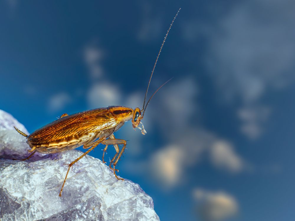 Cockroach Sex Is Evolving in Response to Pesticides