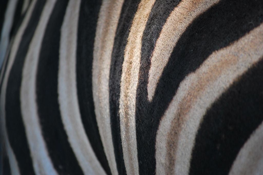 zebra-stripes.jpg