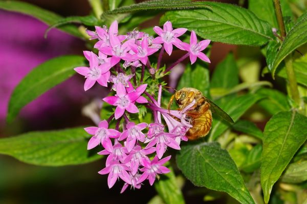 King bee in my garden, feeding on Penta flowers. thumbnail