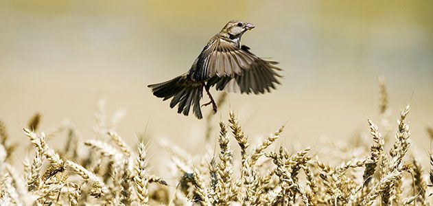Sparrow flying above wheat field
