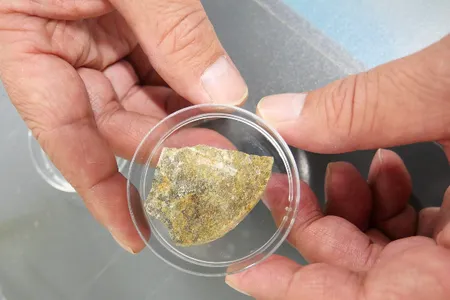 A rock samples collected during a 2010 drilling expedition in the South Pacific that found microbes in the sea floor.
