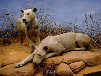 Two Lions Went on a Man-Eating Spree in 1898. Now, DNA Evidence Reveals Their Diets image