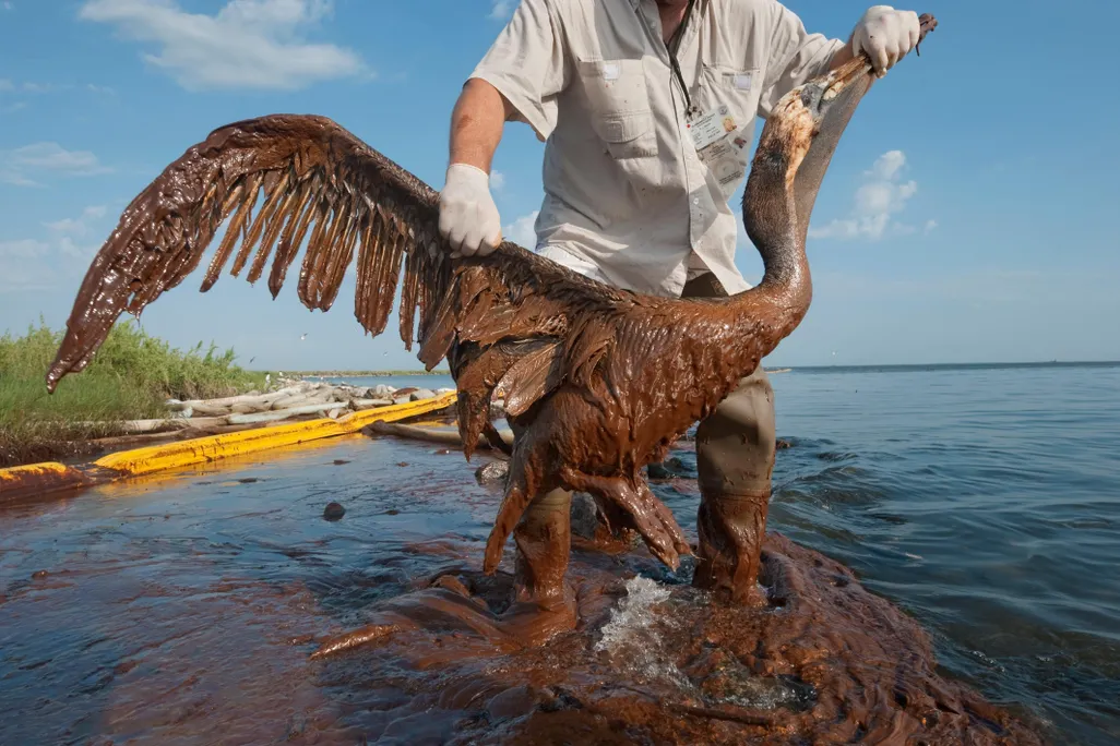 Pelican