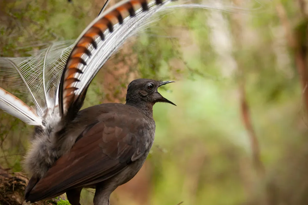 male superb lyrebird