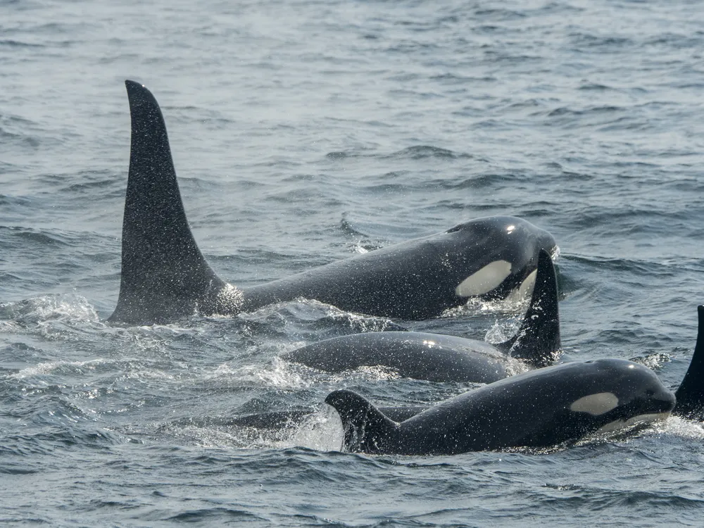 A pod of killer whales swims together in Chatham Strait, Alaska.