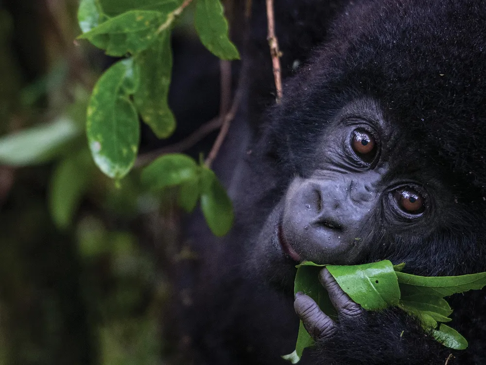 OPENER-In Uganda’s Mgahinga National Park, a 14-month-old male named Imbanzabigwi is poised to transition from mother’s milk to foraging.