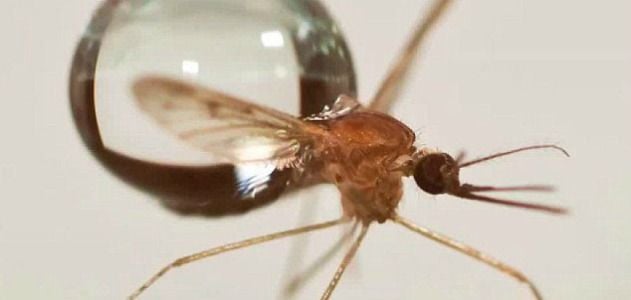 A new study uses high-speed videography to examine how mosquitoes survive the impact of raindrops.