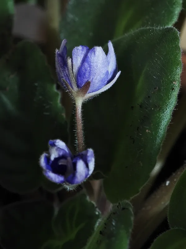 Almost Blooming Violets thumbnail