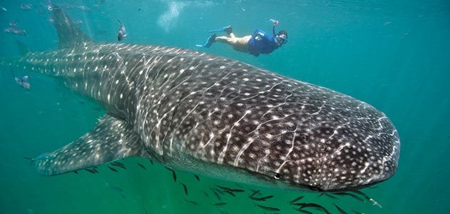 Swimming With Whale Sharks, Science