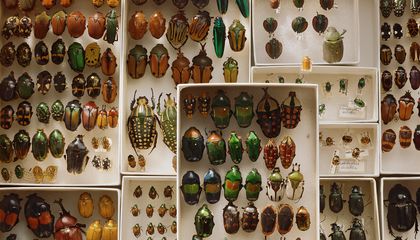 Why Do So Many Beetle Species Exist?