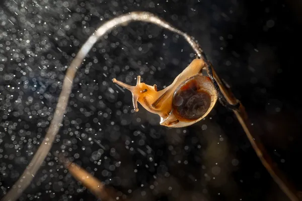 Happiness of Bathing in Rain thumbnail