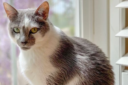 Skippy, the author's cat, is generally an attentive listener.
