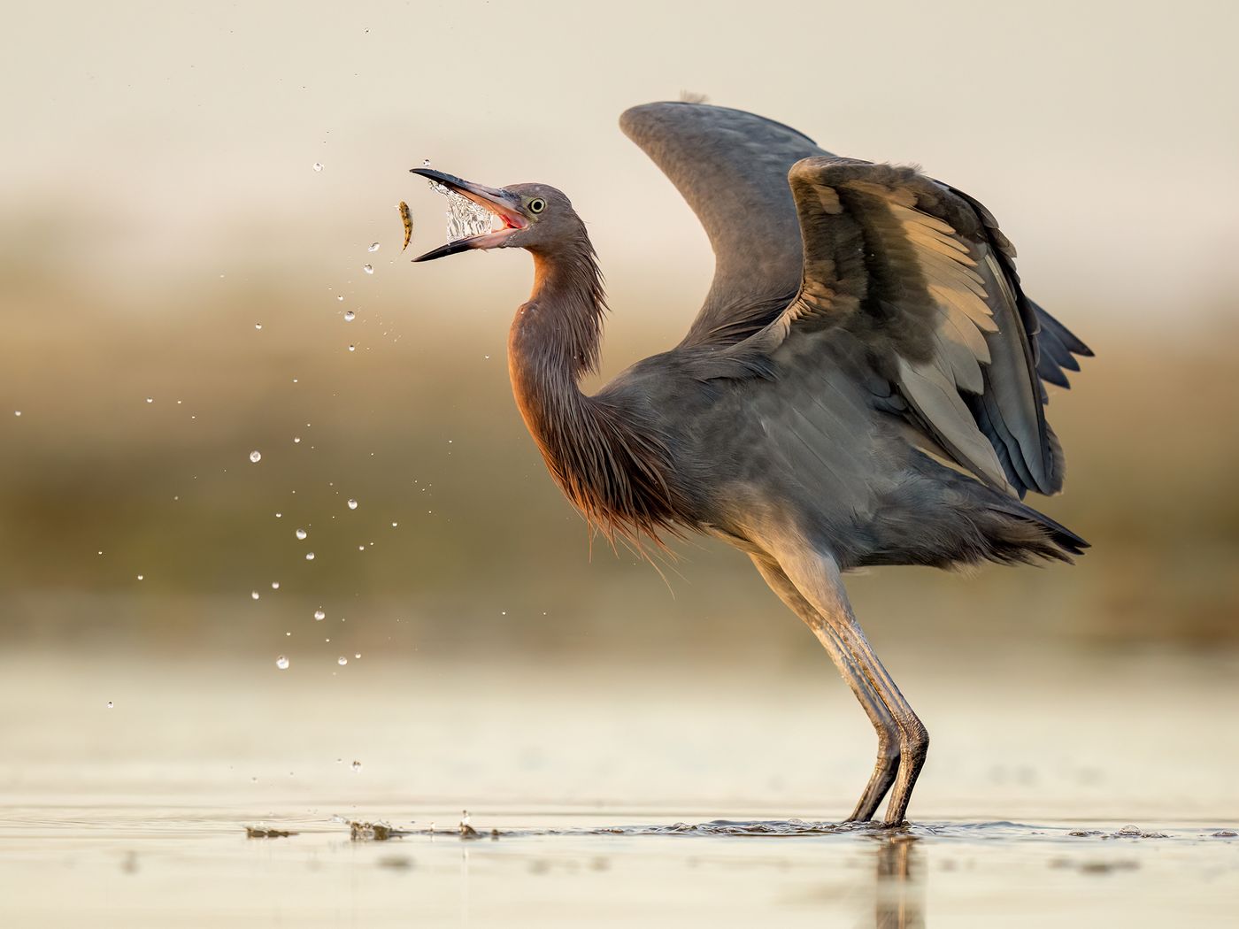A Reddish Egret stands in shallow water against a blurred yellow background, its body facing left and its wings open behind it. A small fish and water droplets are suspended in the air in front of the bird’s open bill.