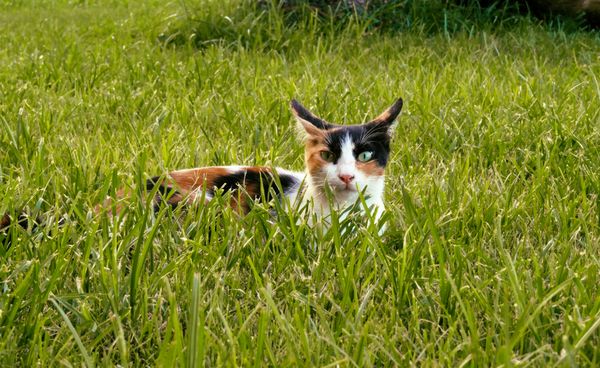Calico cat staring into your soul thumbnail