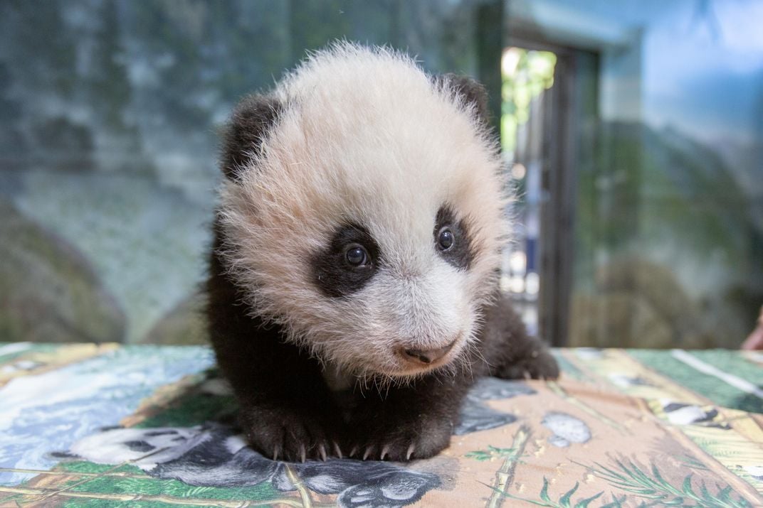 Smithsonian's Giant Pandas Will Continue to Cavort for Three More Years