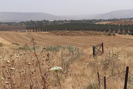 The 'Ubeidiya site today is an expanse of grasses. Concealed from this view are slabs of fossilized pebbly clay, a source of ancient finds that have helped scholars learn about the journeys of Homo erectus.