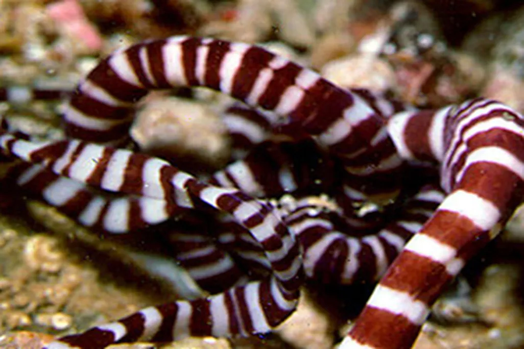Ribbon worms