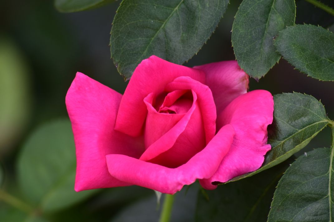 First bloom Smithsonian Photo Contest Smithsonian Magazine