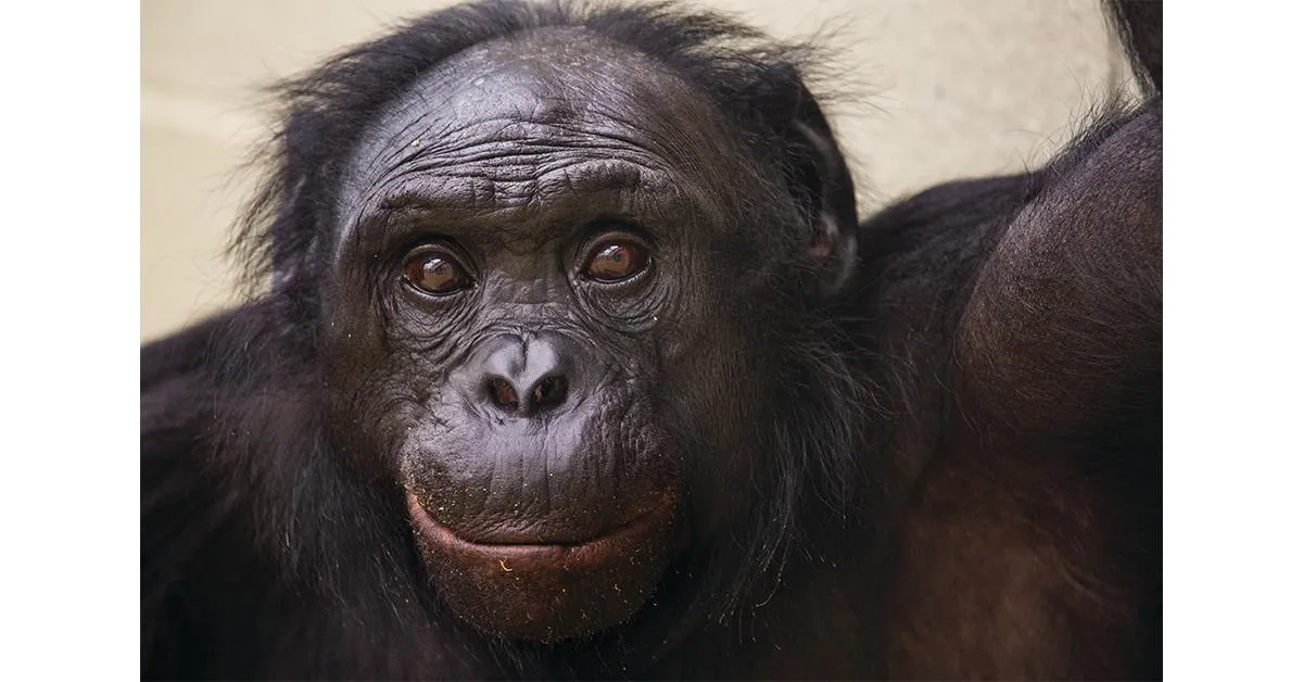 What Can Bonobos Teach Us About the Nature of Language?