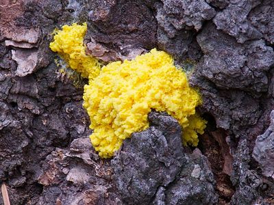 The  humble slime mold, physarum polycephalum.