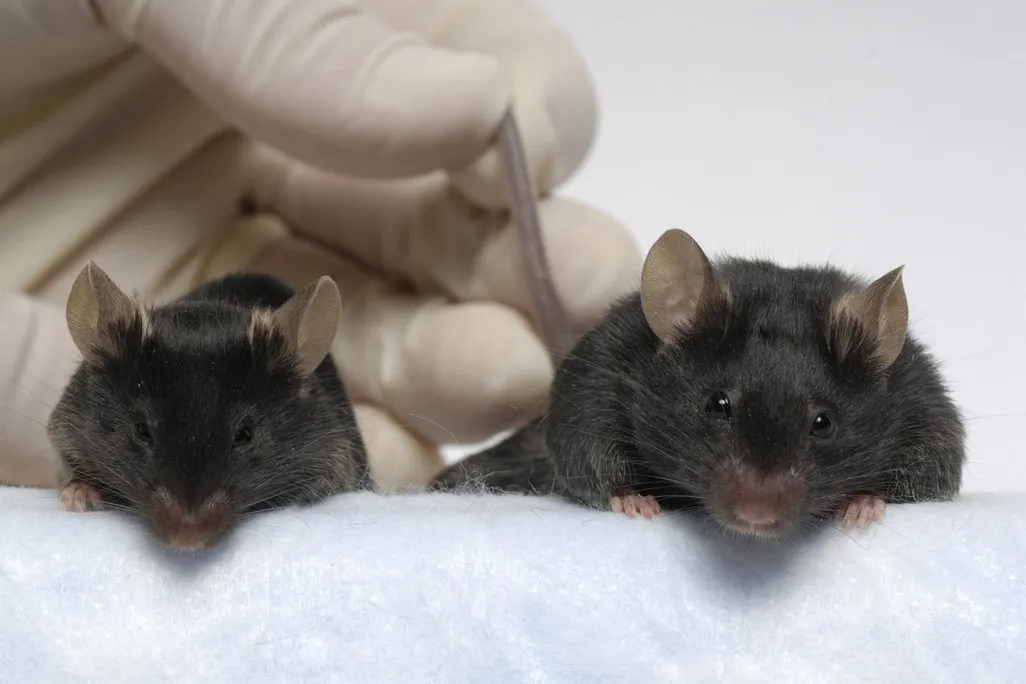 A regular mouse (left) and a Mighty Mouse.