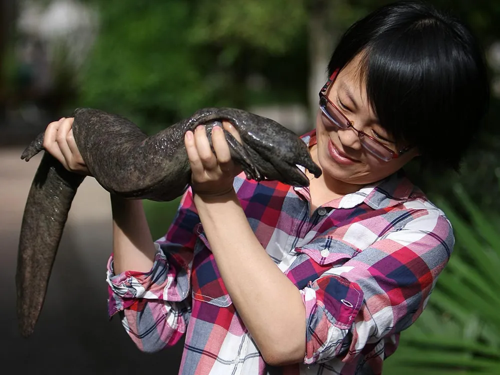 The Adorable Chinese Giant Salamander Is Slithering Toward Extinction |  Science| Smithsonian Magazine