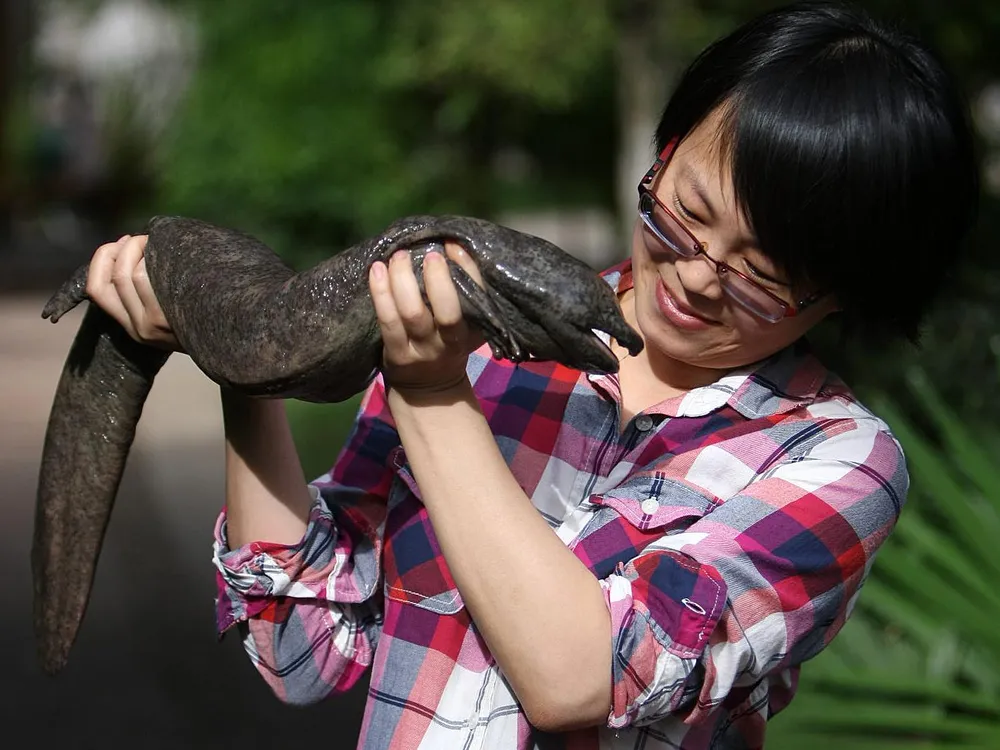 chinese giant salamander amphibian