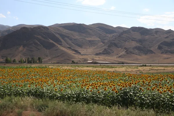 Sunflower field thumbnail